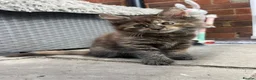Maine Coon cats for sale: Beautiful Half Maine coon kittens  - Advert 39
