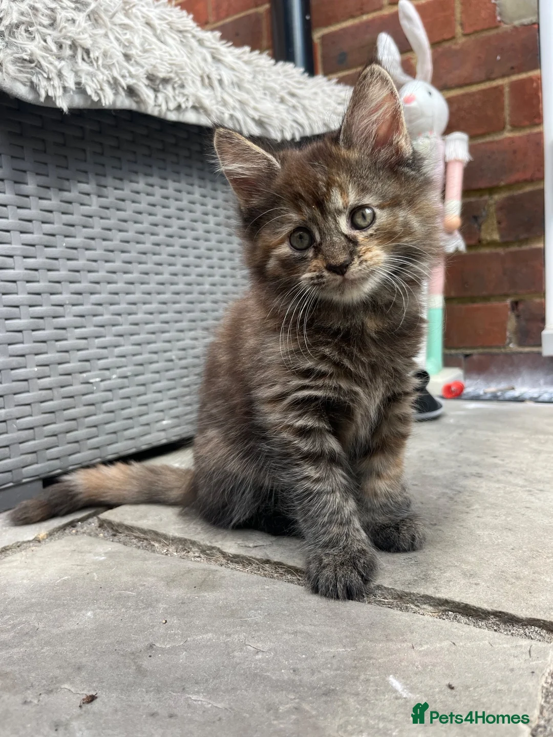 Maine Coon cats for sale: Beautiful Half Maine coon kittens  - Advert 39