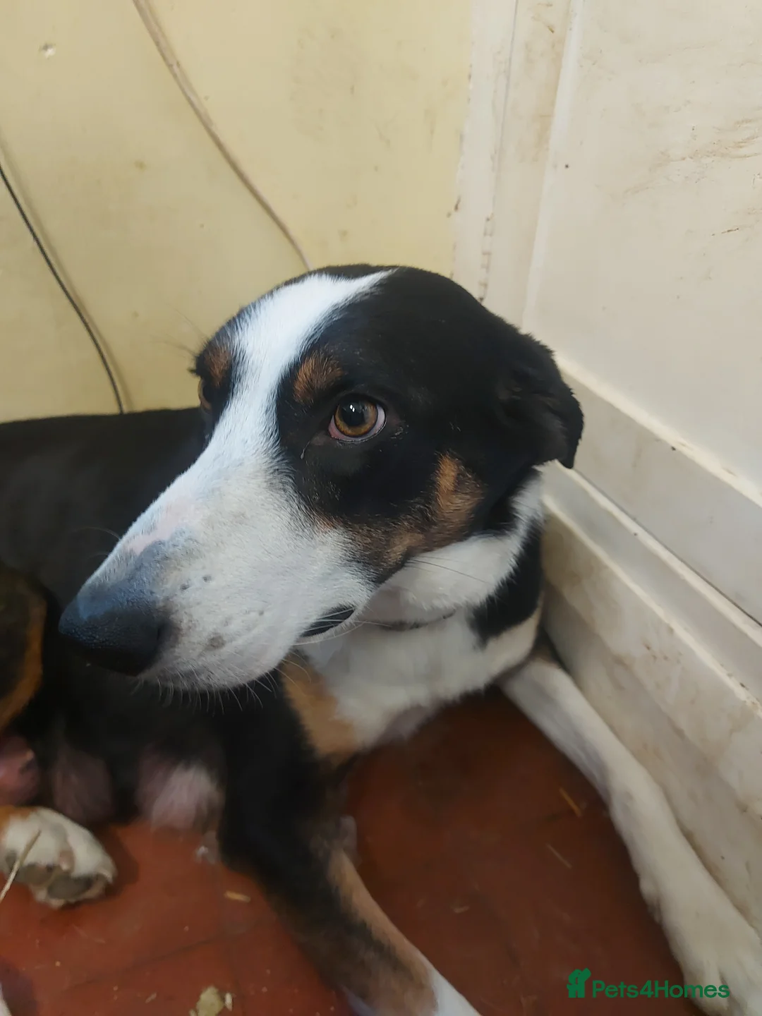 Huntaway dogs for sale: Huntaway pups for sale - Advert 11