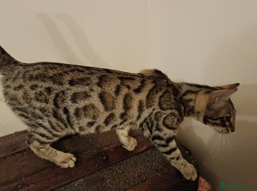 Bengal cats for sale: Bedazzled Early Generation Bengal kittens  - Image 8