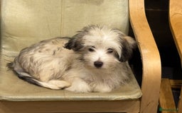 Chinese Crested dogs for sale: Cute Chinese Crested Powder Puffs..  - Image 2