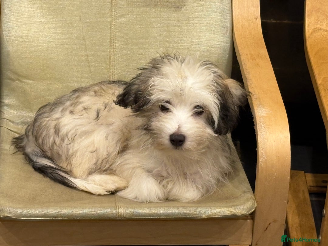 Chinese Crested dogs for sale: Cute Chinese Crested Powder Puffs..  - Image 2