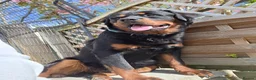 Rottweiler dogs for stud: Rottweiler at stud ( long haired )  - Advert 10