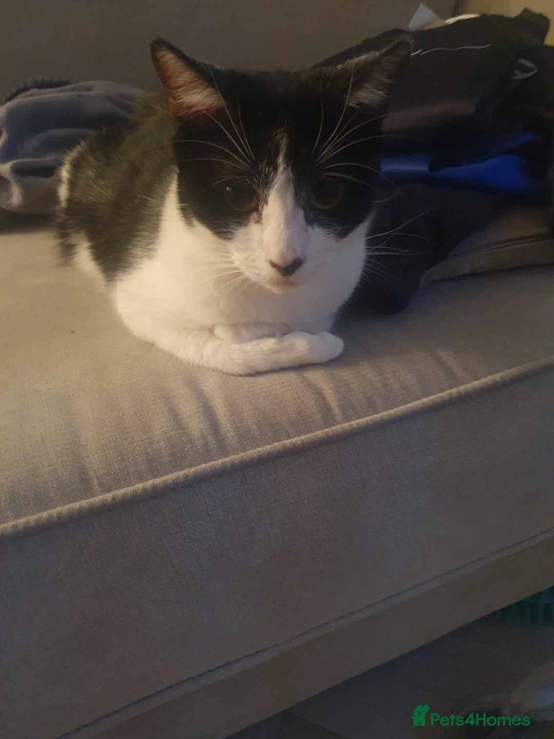 Mixed Breed cats for sale: 3 male kittens  - Advert 2