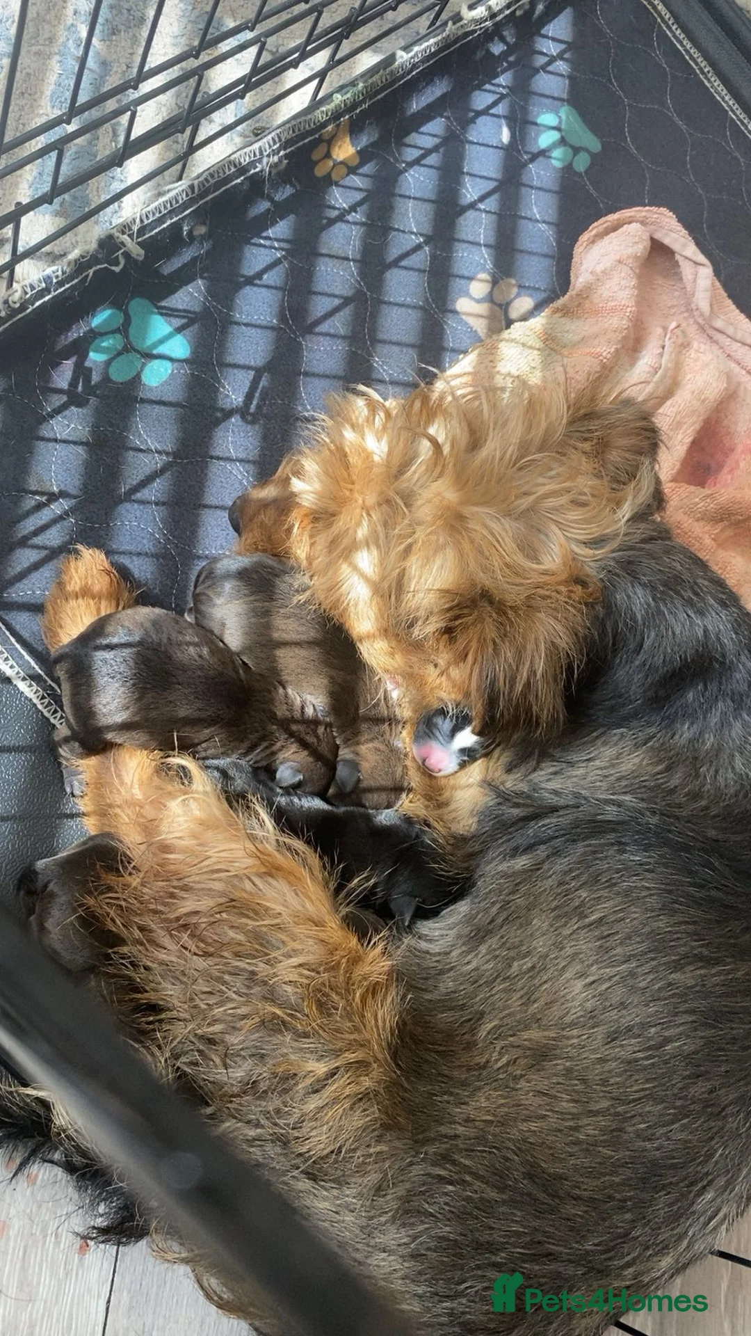 Mixed Breed dogs for sale: Patterdale x Lakeland  - Advert 2