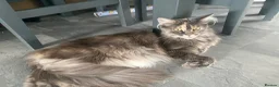 Maine Coon cats for sale: Gccf pedigree Maine coon kittens  - Advert 1