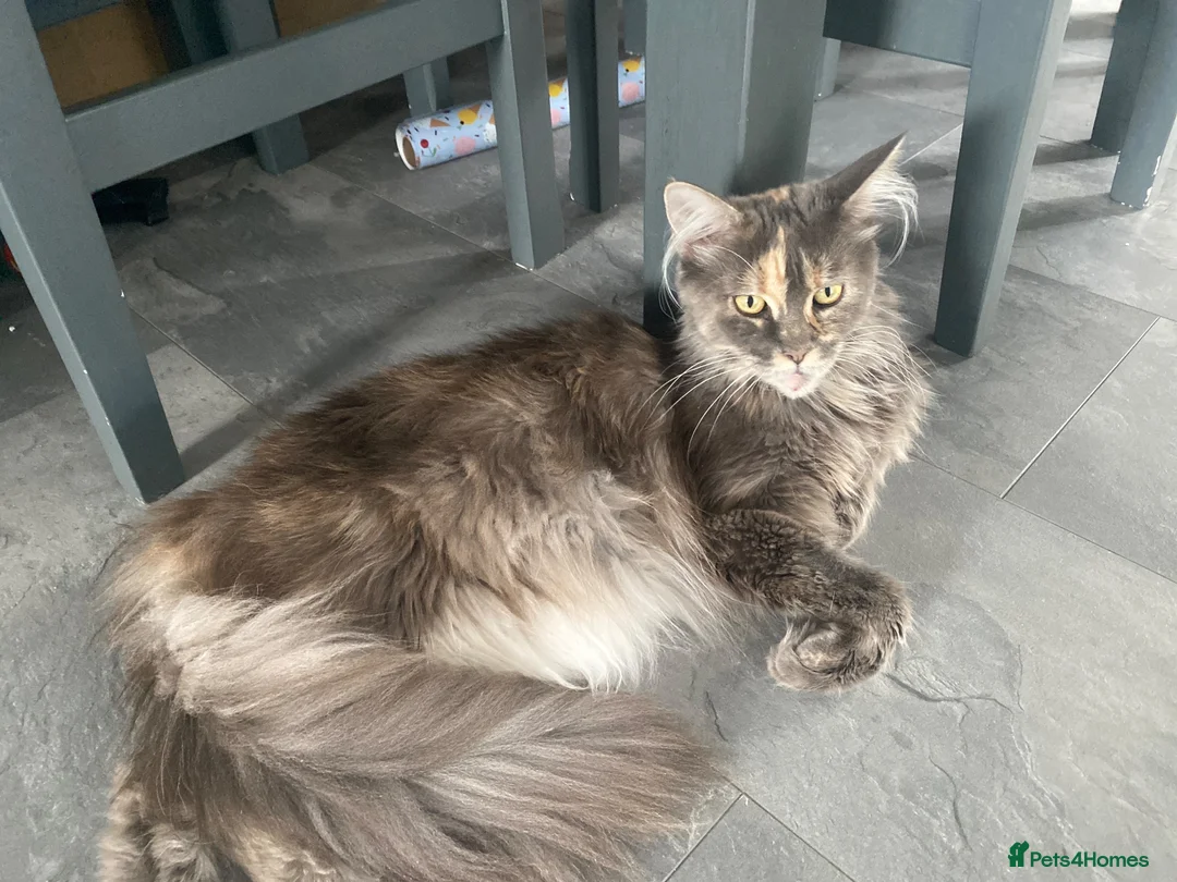 Maine Coon cats for sale: Gccf pedigree Maine coon kittens  - Advert 1