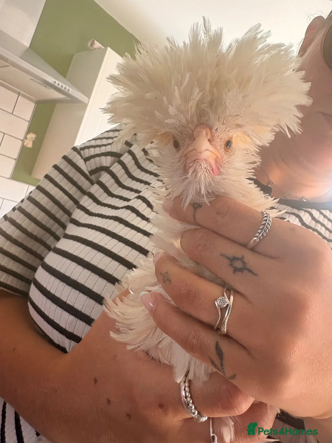 Chickens poultry for sale: 2 beautiful Cockerels  - Advert 5