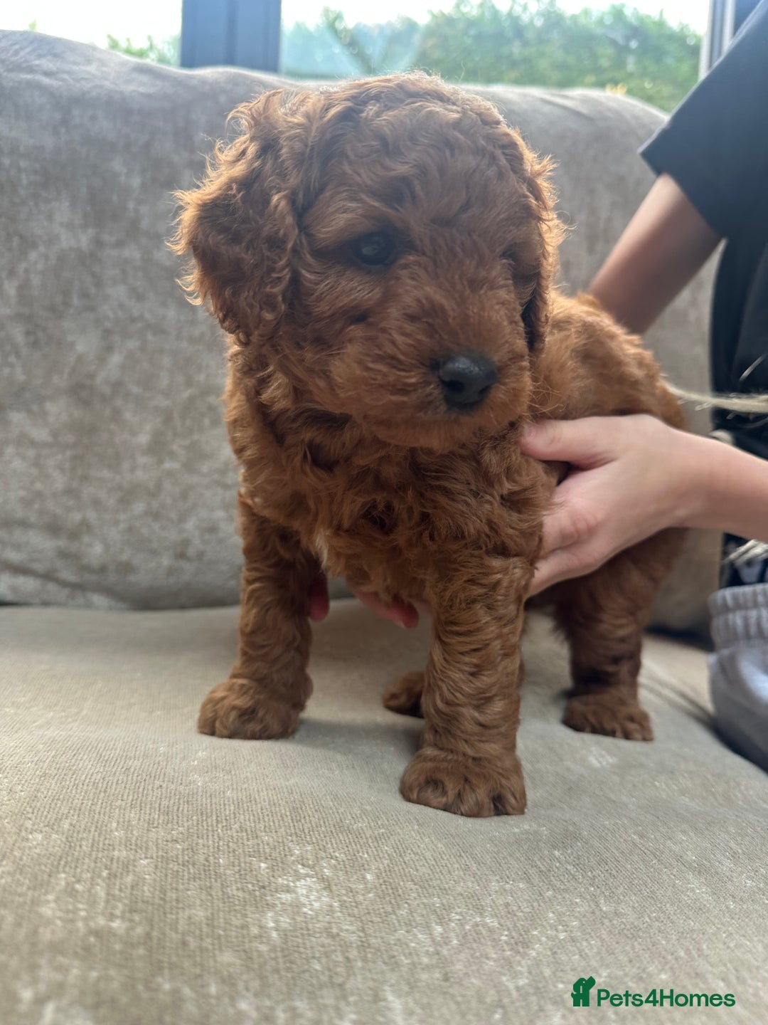 Irish Doodle dogs for sale: F2b Gorgeous Irish Doodles  - Image 11