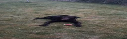 Labrador Retriever dogs for stud: KC Registered Chocolate Labrador Retriever  in Renfrew - Advert 4