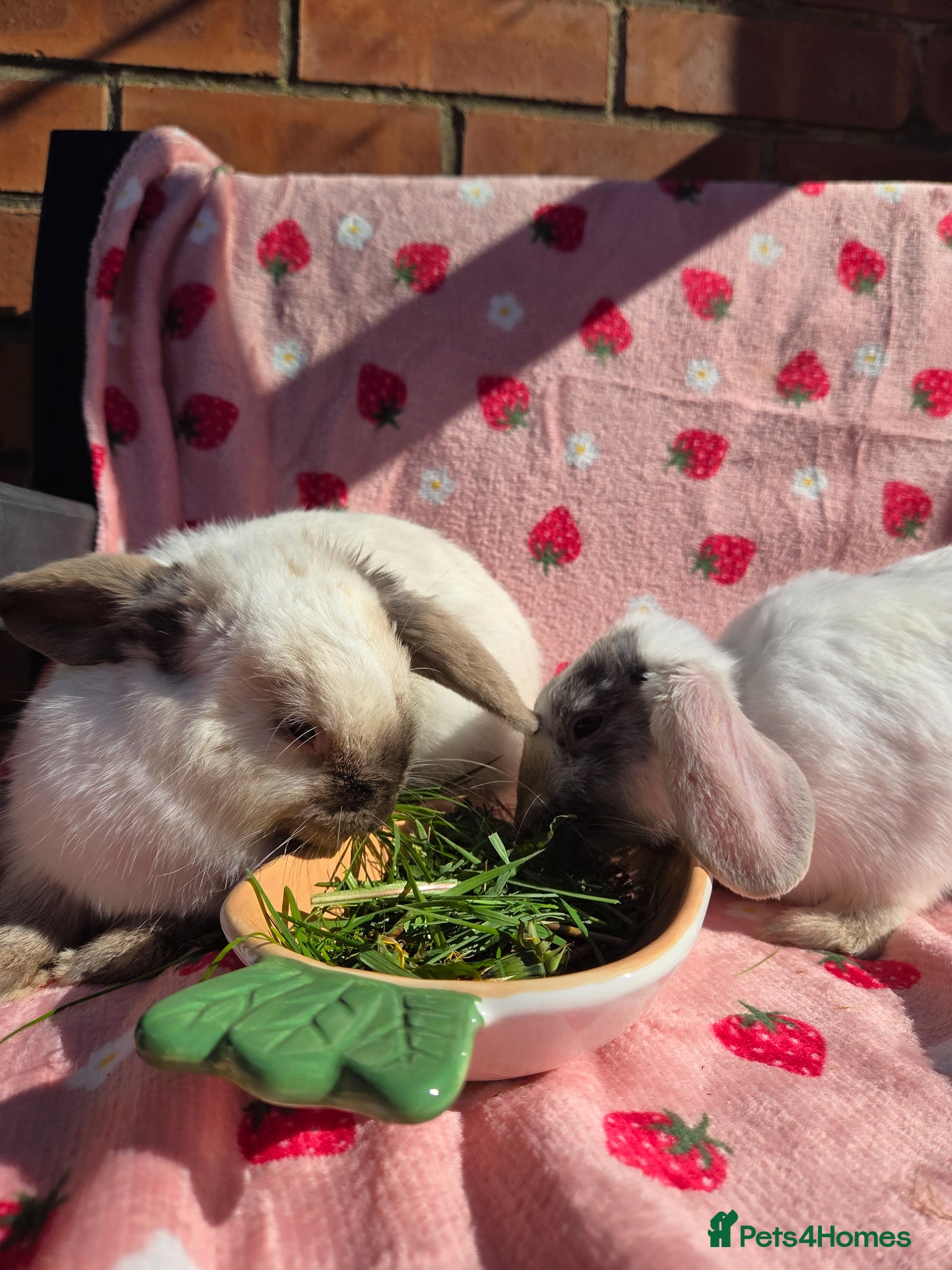 Mini Lop rabbits ☆Very tame Mini lops 10 week ☆3 left 1 does 1 buck - Advert 2