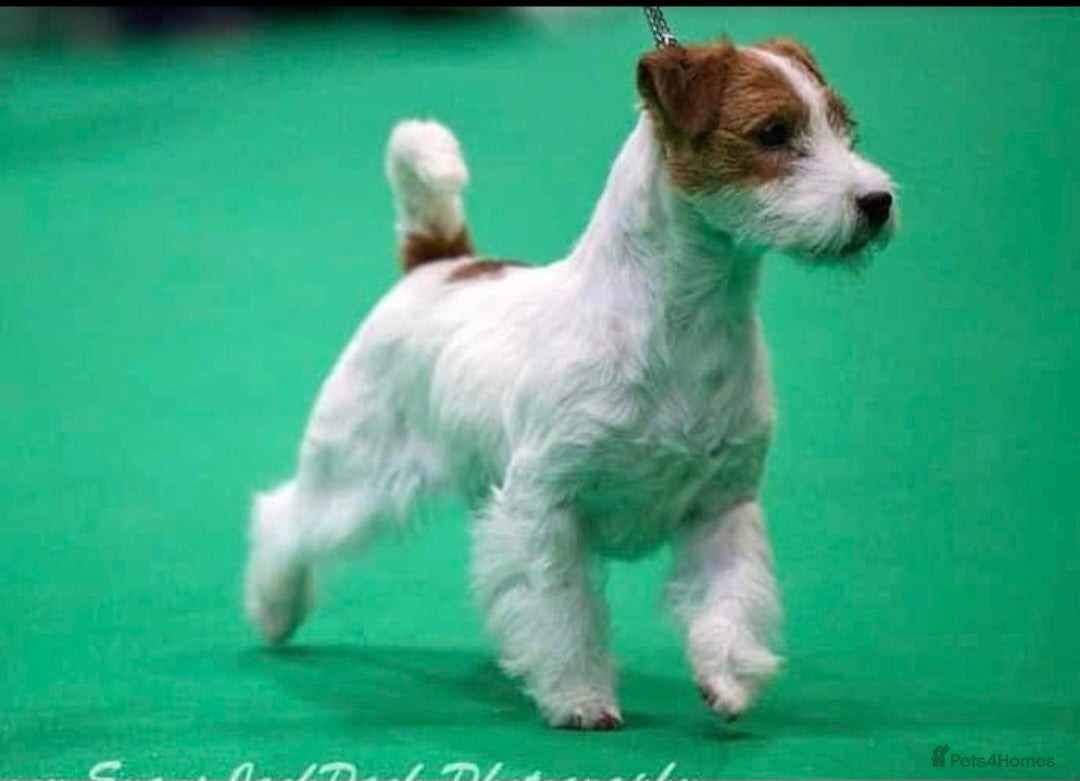 Jack Russell dogs for sale: KC Reg Jack Russell Pups,Parents DNA health tested - Image 31