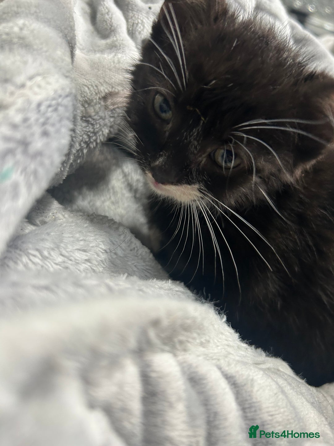 Domestic Shorthair cats for sale: Adorable Kittens! 🐾ready 18th January  - Advert 9