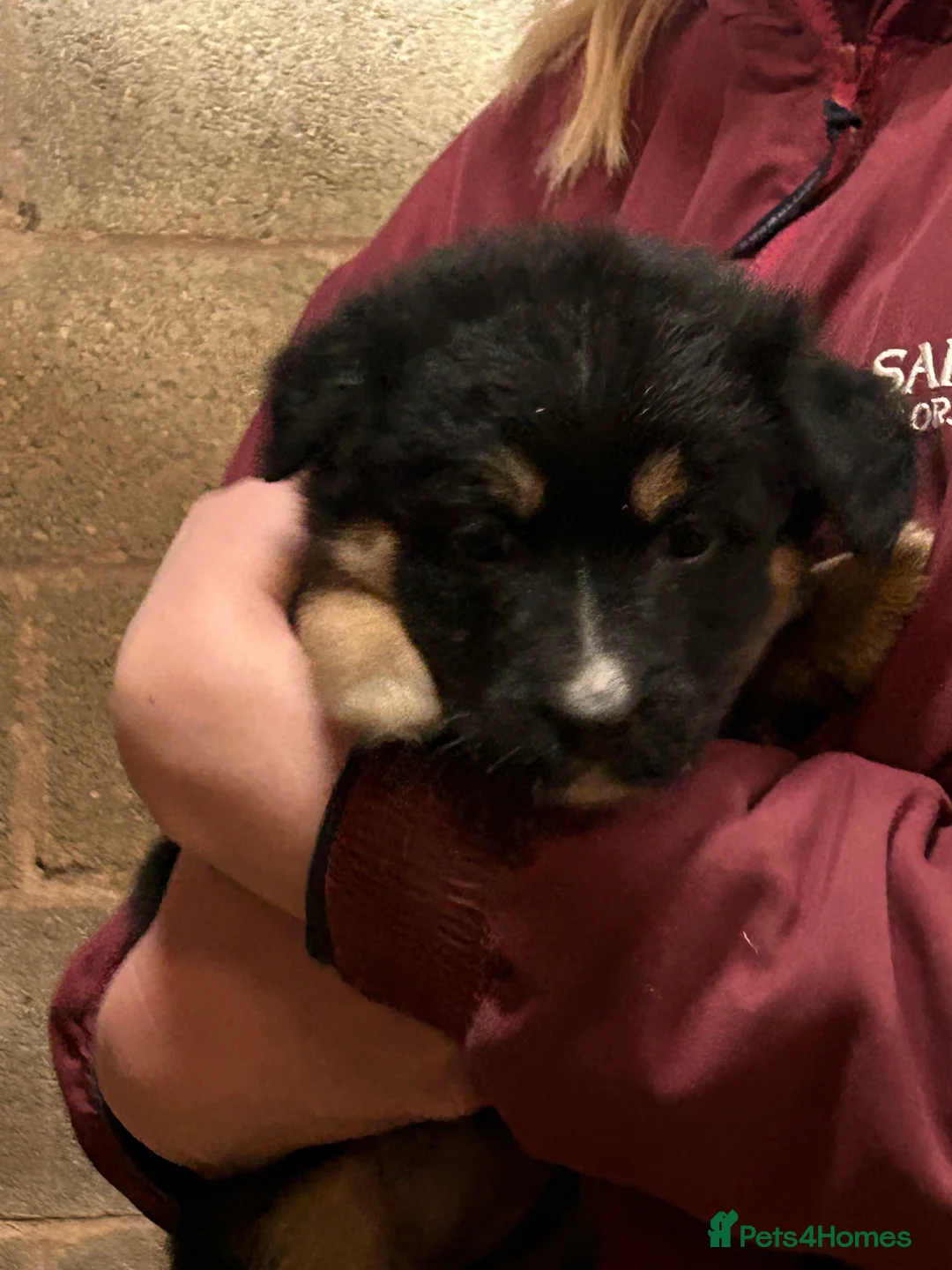 Mixed Breed dogs for sale: German shepherd X puppies - Advert 2