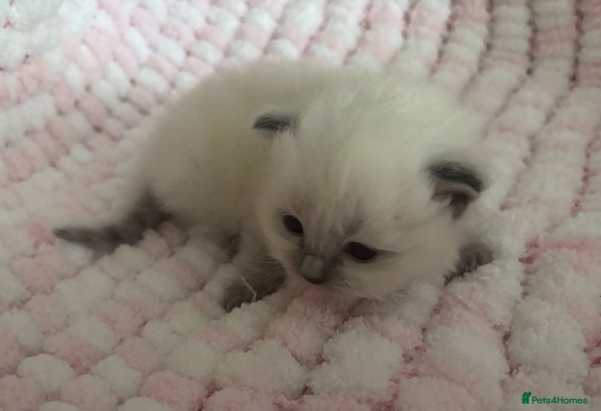 Ragdoll cats Blue mitted gccf kittens  - Advert 13