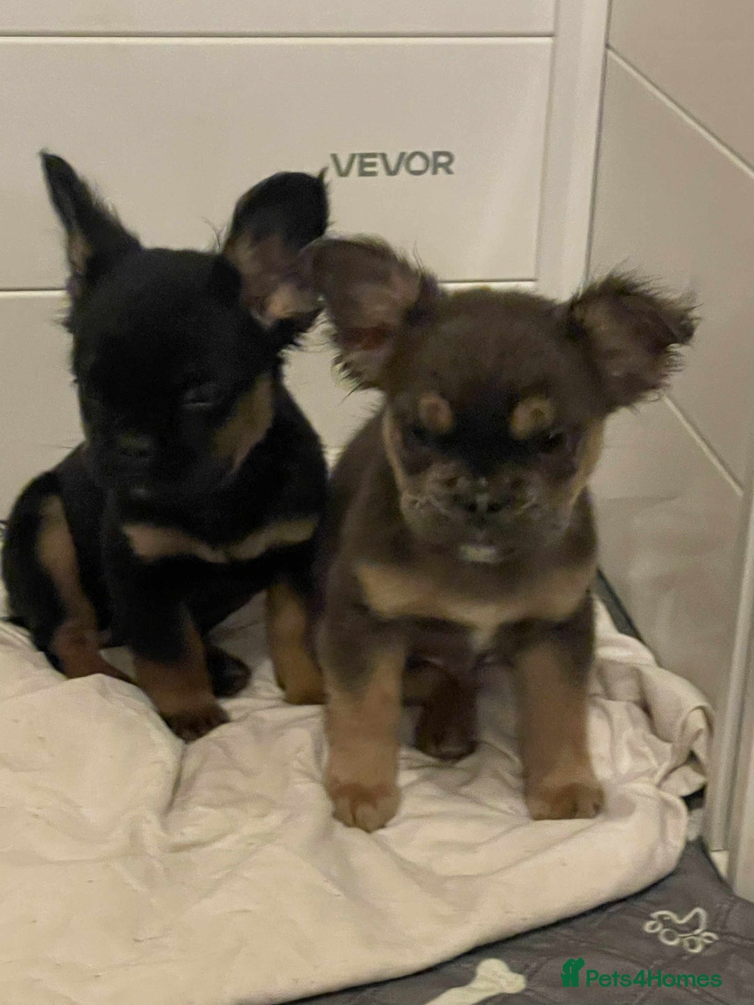 French Bulldog dogs for sale: Fluffy Frenchies Ready Now  - Advert 2