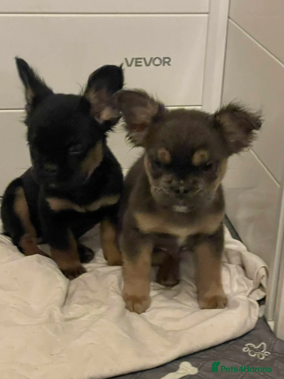 French Bulldog dogs for sale: Fluffy Frenchies - Advert 2