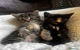 Domestic Shorthair cats for sale: 1 boy and 1 girl tabby and tortoiseshell - Image 1