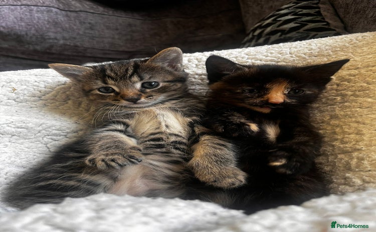 Domestic Shorthair cats - Advert 9