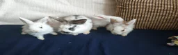 Mixed Breed rabbits for sale: CUTE FRIENDLY BUNNIES READY FOR FOREVER HOMES - Advert 18