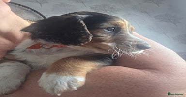 Mixed Breed dogs - Advert 9