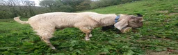 Goats livestock for sale: Pedigree Anglo Nubian Buck for sale in Carmarthen - Advert 3