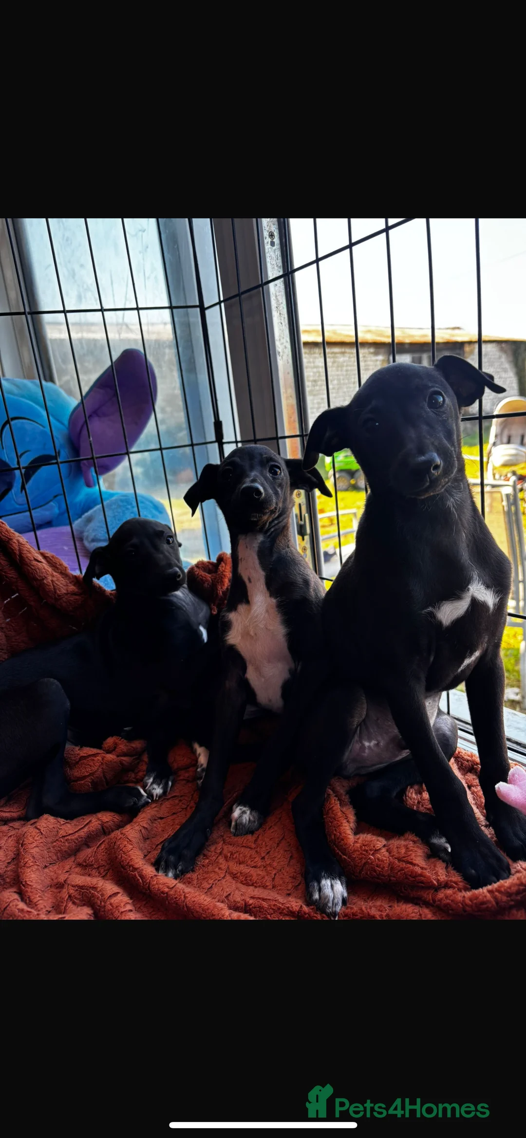 Italian Greyhound dogs for sale: 💙Three Stunning Boys💙 in Thetford - Advert 1