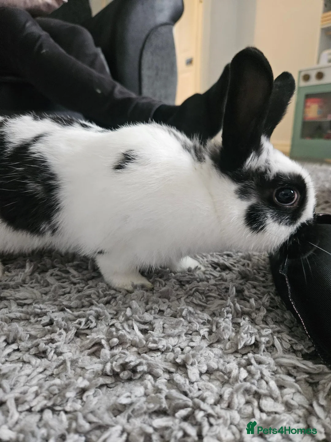 Giant Papillon rabbits for sale: Oreo 11-12 week old Papillon rabbit in Swadlincote - Advert 1
