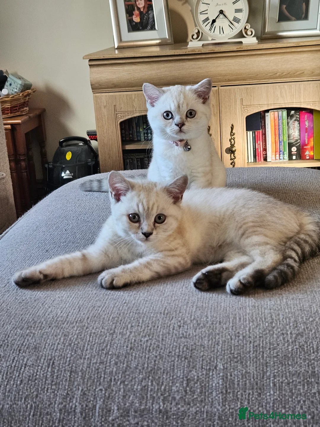 British Shorthair cats for sale: READY NOW GCCF Registered Kittens For Sale - Advert 2