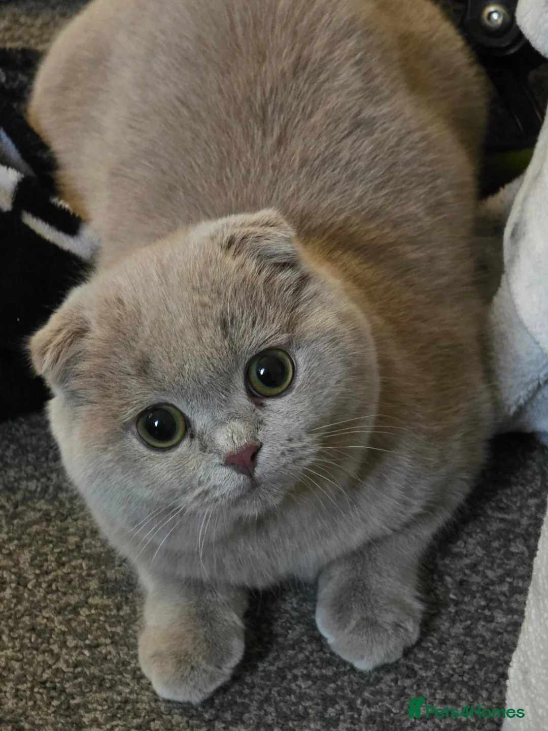 British Shorthair cats for sale: British Shorthair/Scottish Fold Kittens - Advert 1