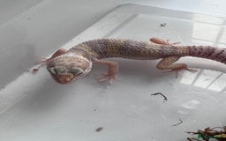 Corn Snake reptiles for sale: Corn snakes and leopard geckos babies - Image 6