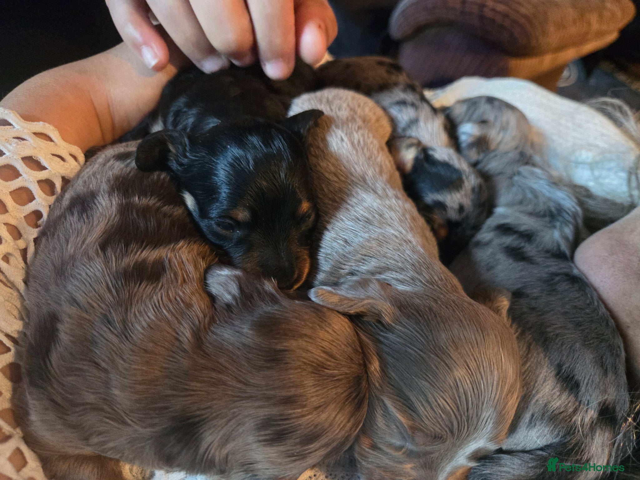 Dachshund dogs for sale: 5 gorgeous dachshund puppies for loving homes in Ludlow - Advert 18