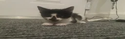 Mixed Breed cats for sale: Female kittens in Didcot - Advert 4