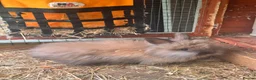 Mini Lion Lop rabbits for sale: Gorgeous Mini lion lops 2 remaining. - Advert 3