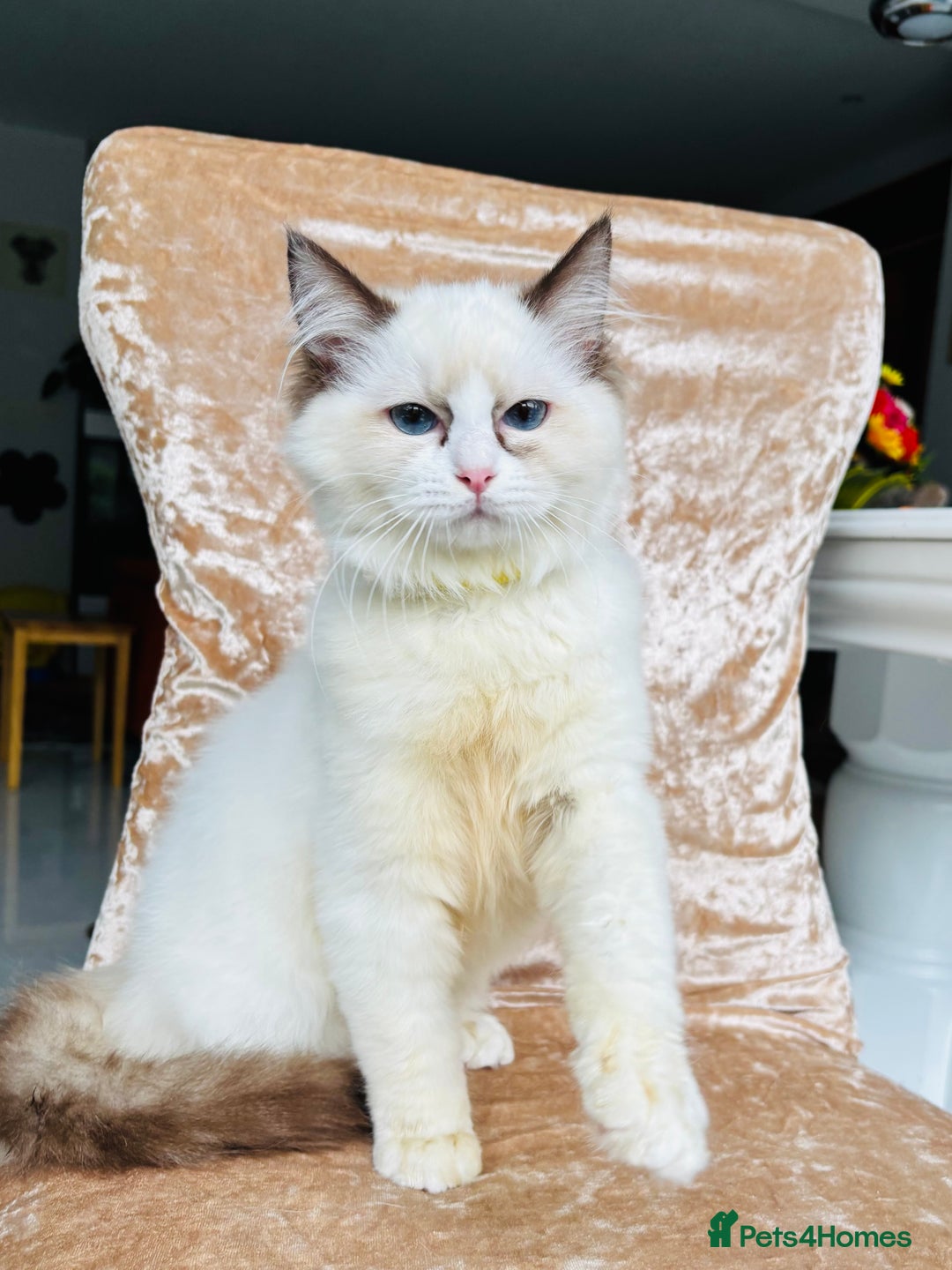 Ragdoll cats for sale: Beautiful ragdoll kittens  - Advert 6