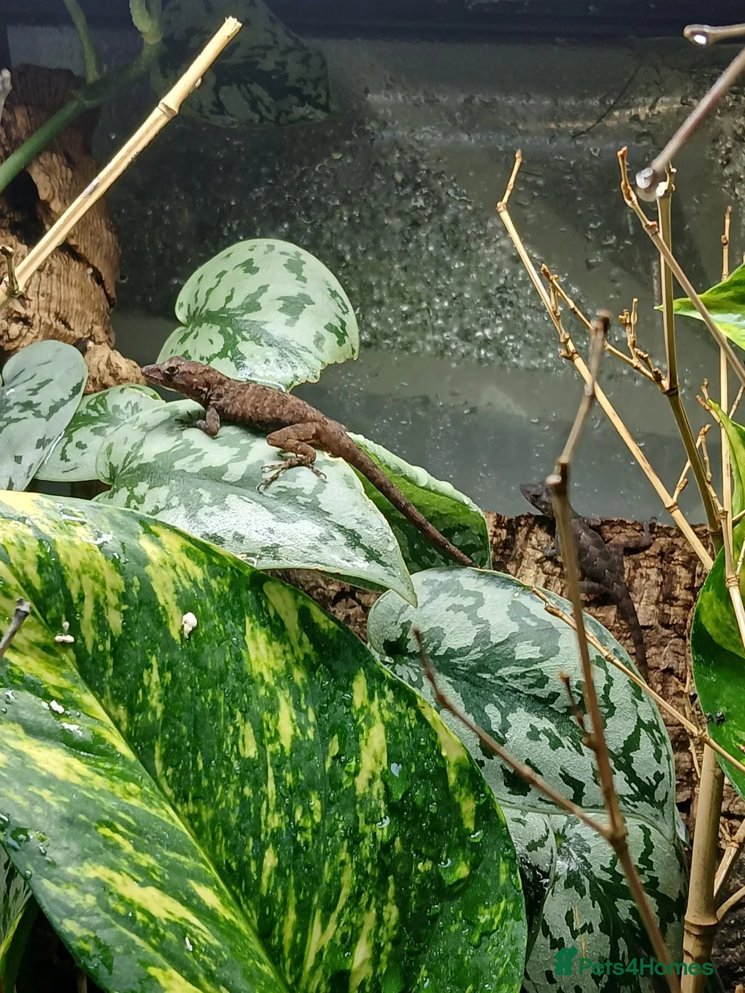 Anole reptiles for sale: Young Sabanus anoles (anolis sabanus) - Advert 7