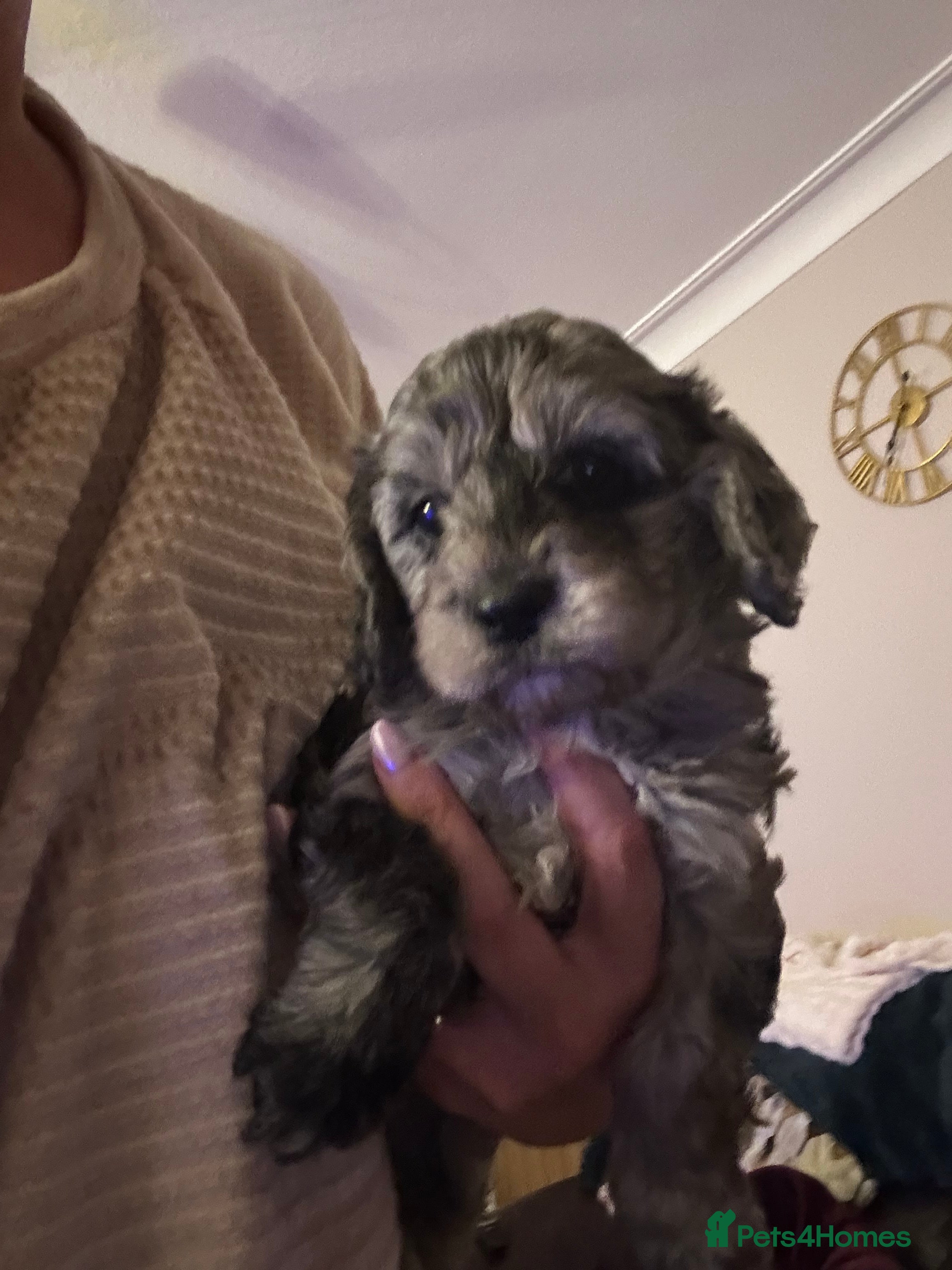 Cavapoo dogs Beautiful F1 Cavapoo rare merle puppies - Advert 9