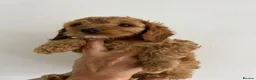 Cockapoo dogs for sale: F1b cockapoo prcd-pra clear  in Middlewich - Advert 7