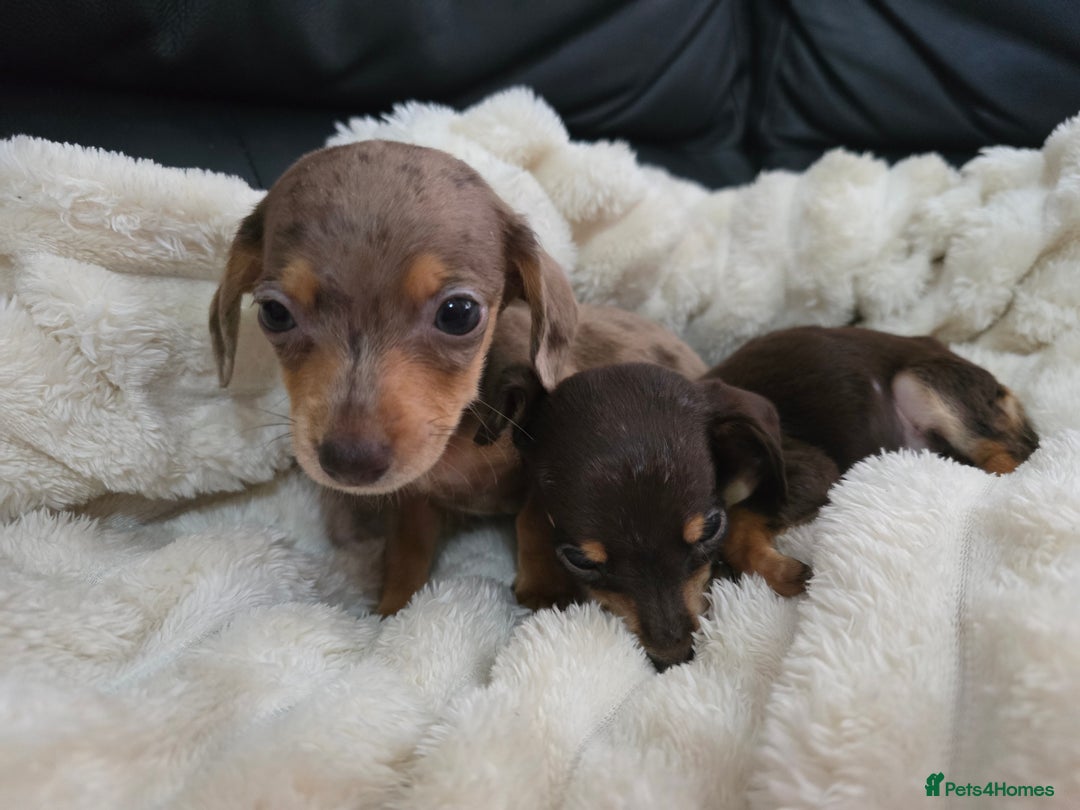 Miniature Dachshund dogs for sale: Miniature dachshunds  - Image 19