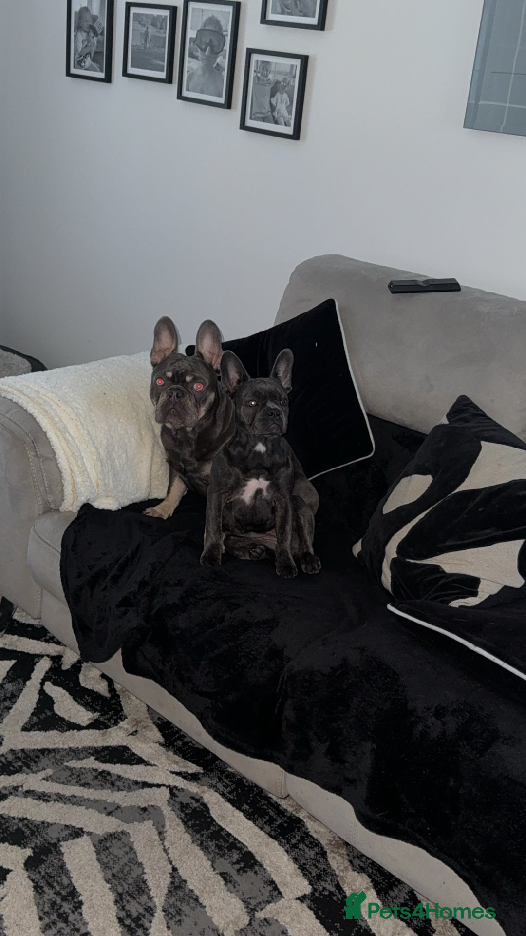 French Bulldog dogs for sale: Male and female french bull dogs  - Advert 3