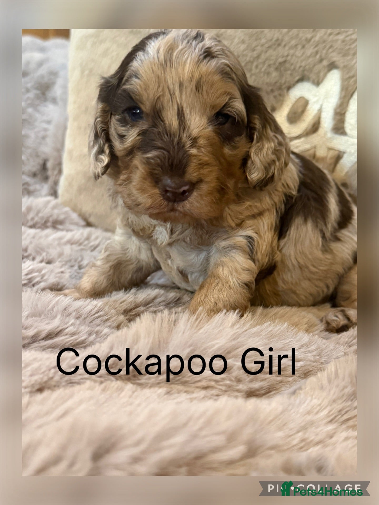 Cockapoo dogs Choc & Choc Merle F1 Cockapoo’s - Advert 2