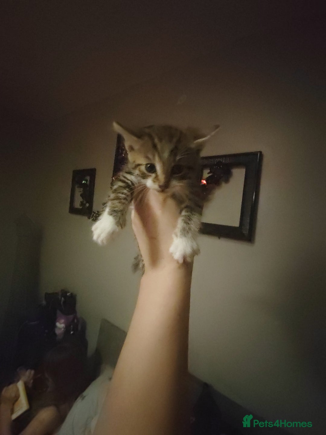 Mixed Breed cats for sale: Beautiful fluffy kittens  - Advert 16