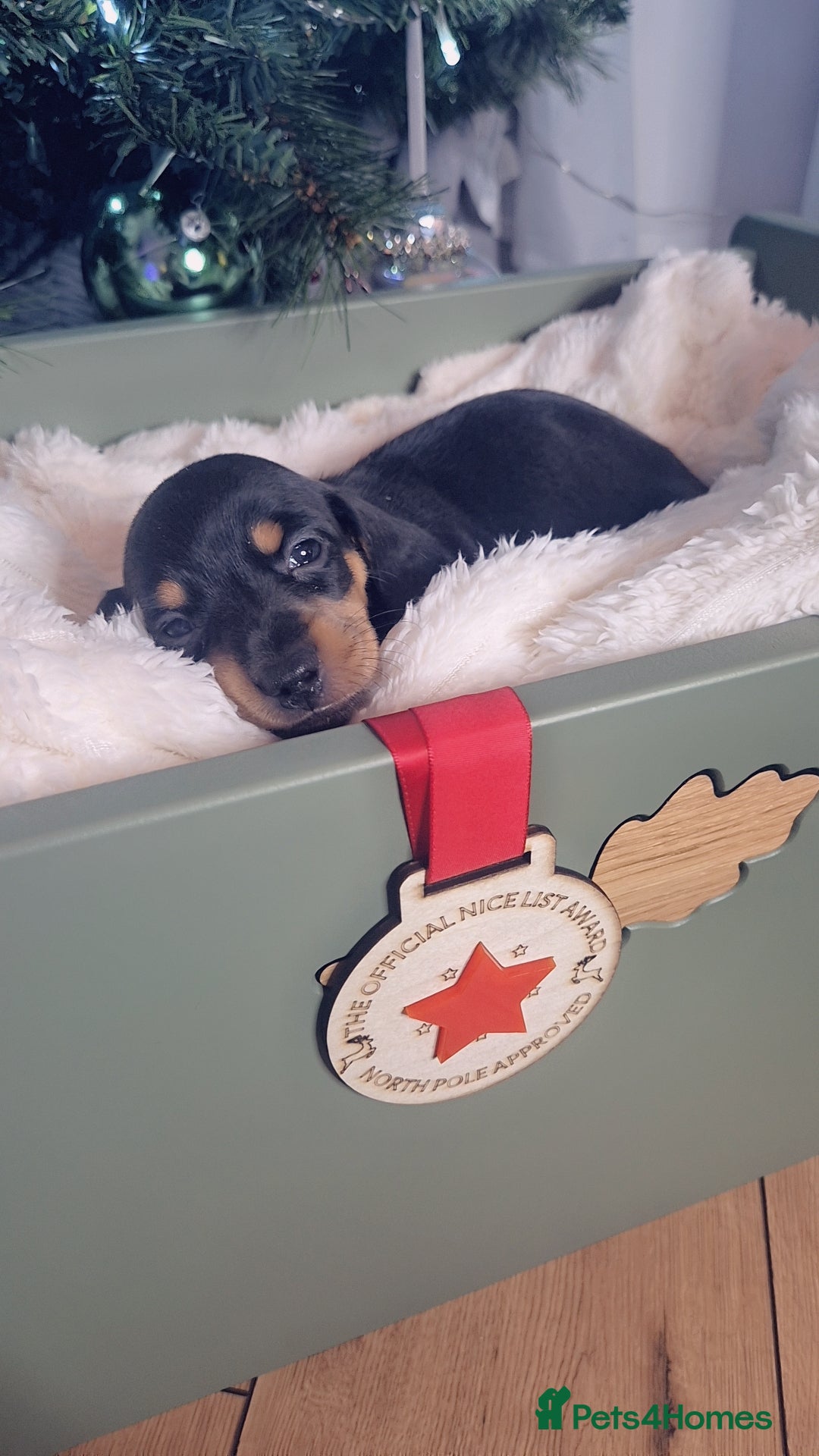 Miniature Dachshund dogs 2 LEFT ⭐️KC Health Tested Miniature Dachshund ⭐️ - Advert 15