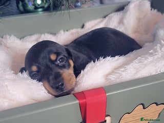 Miniature Dachshund dogs 2 LEFT ⭐️KC Health Tested Miniature Dachshund ⭐️ - Advert 15