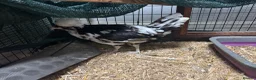 Chickens poultry for sale: Tolbunt Polish Growers  - Advert 5
