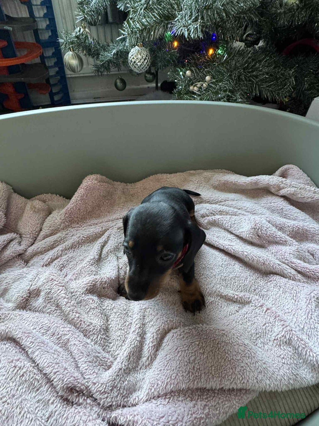 Miniature Dachshund dogs for sale: My family dogs have had a litter of 5  - Advert 22