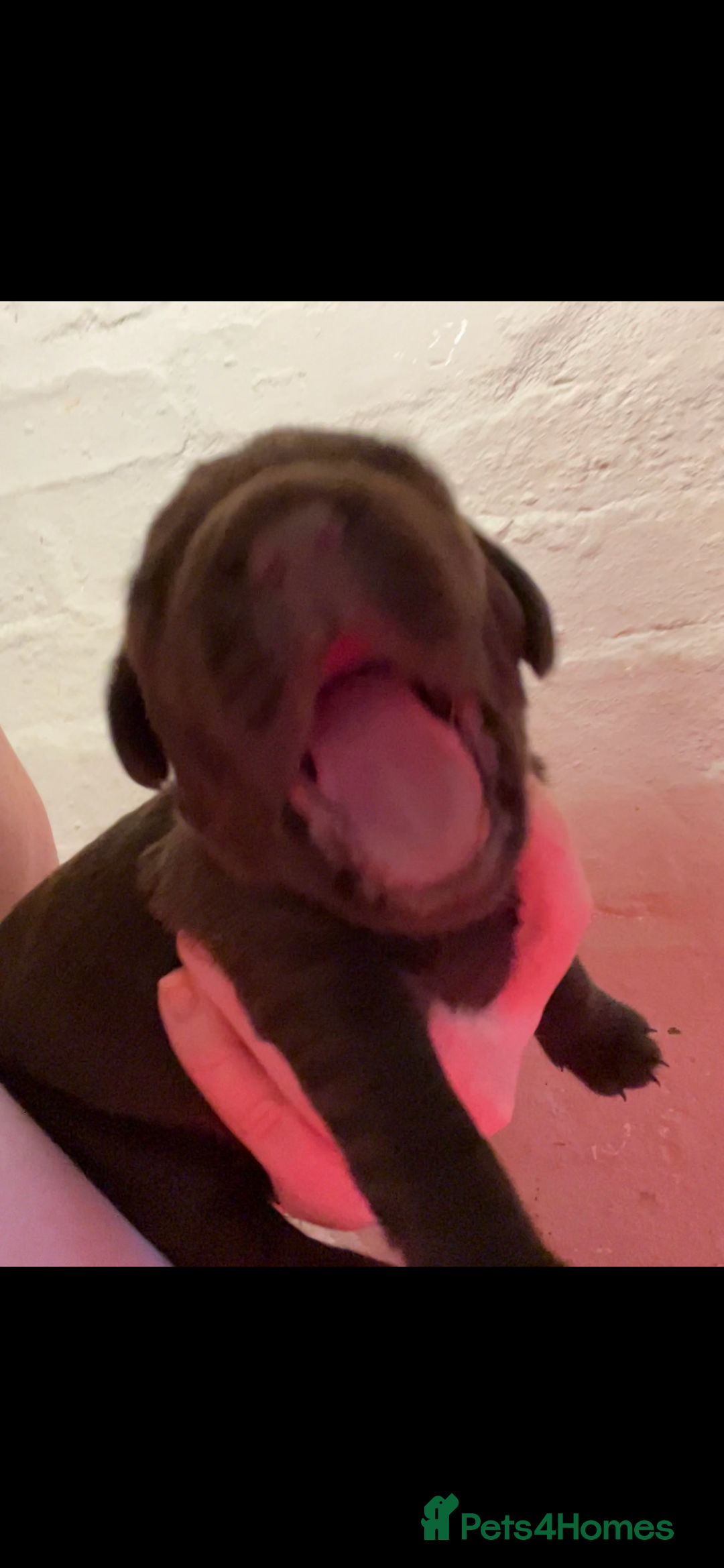 Labrador Retriever dogs for sale: 🌟 Fully vaccinated Chunky pedigree Labradors 🌟  - Advert 37