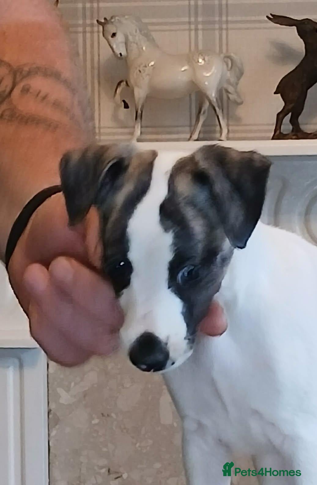 Whippet dogs KC Registered whippet puppies  - Advert 3