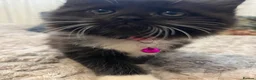 Mixed Breed cats for sale: 6 Fluffy Ragdoll Cross Kittens 3 Boys & 3 Girls 🐾 - Advert 15