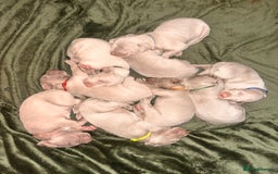 Weimaraner dogs for sale: Weimaraner litter - Image 15
